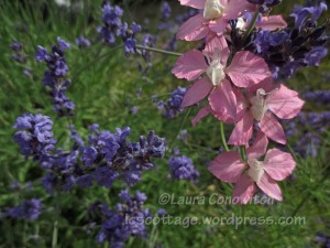 larkspur and lavender
