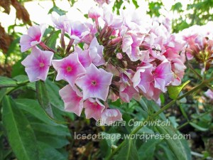 phlox