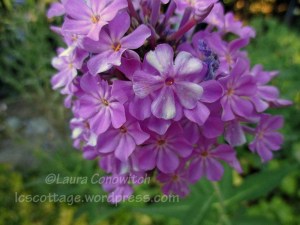 Phlox