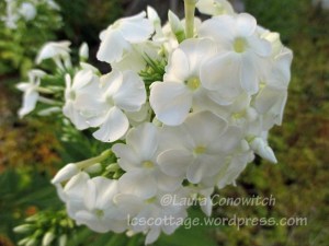 Phlox