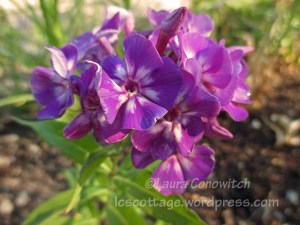 Phlox