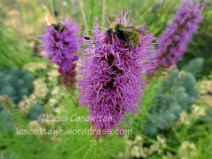 liatris