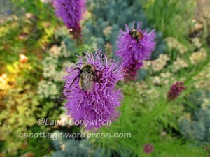 liatris