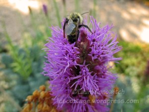 liatris