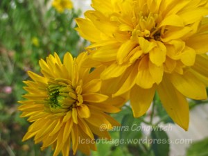 heliopsis