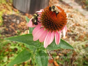coneflower
