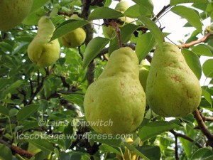 Pear Tree