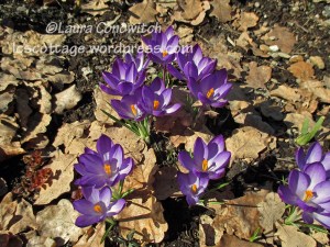 Crocus