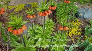 Crown Imperial
