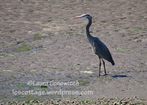Nisqually Wildlife Refuge