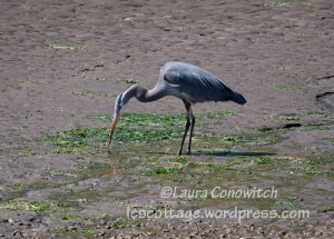 Nisqually Wildlife Refuge