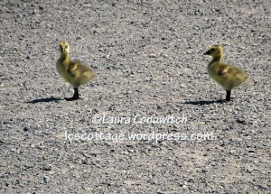 Nisqually Wildlife Refuge