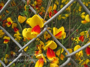 Coast Guard Eureka, CA