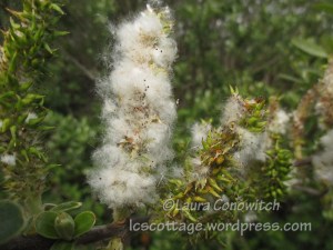 Arcata Marsh & Wildlife Sanctuary