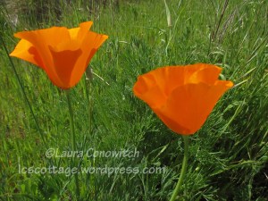 Arcata Marsh & Wildlife Sanctuary