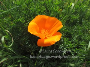 Arcata Marsh & Wildlife Sanctuary