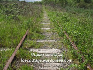 Arcata Marsh & Wildlife Sanctuary