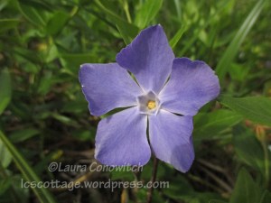 Arcata Marsh & Wildlife Sanctuary