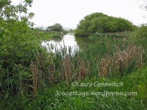 Arcata Marsh & Wildlife Sanctuary
