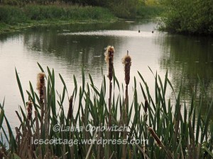 Arcata Marsh & Wildlife Sanctuary