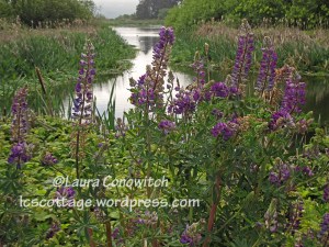 Arcata Marsh & Wildlife Sanctuary
