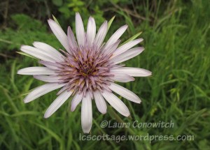 Arcata Marsh & Wildlife Sanctuary