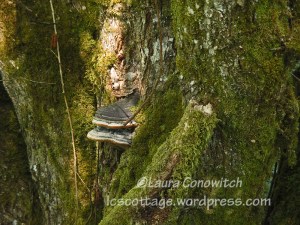 Nisqually Wildlife Refuge