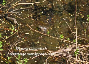Nisqually Wildlife Refuge