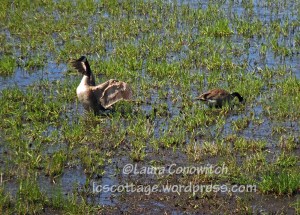 Nisqually Wildlife Refuge