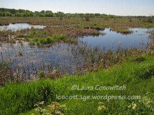 Nisqually Wildlife Refuge
