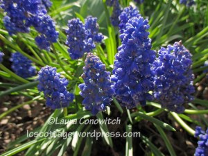 Grape Hyacinth