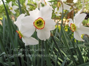 Narcissus