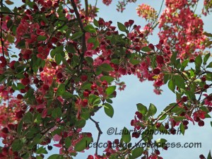 Crabapple