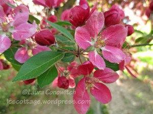 Crabapple