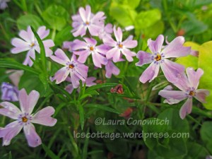 Creeping Phlox