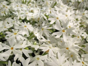 Creeping Phlox