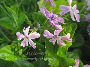 Creeping Phlox