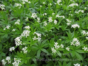 Sweet Woodruff