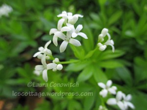 Sweet Woodruff