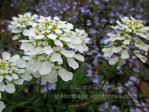 Candytuft