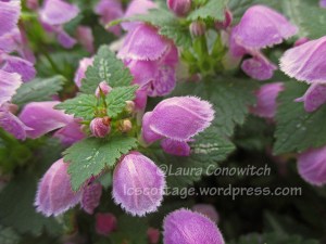 Lamium