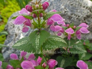 Lamium