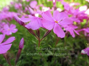 Creeping Phlox