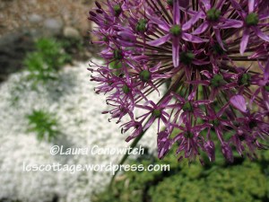 Allium