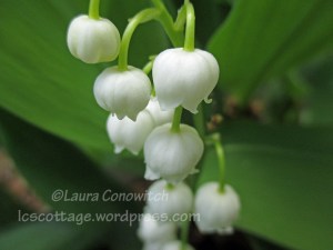 Lily of the Valley