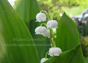 Lily of the Valley