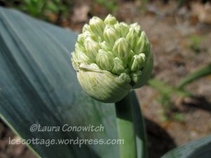Allium