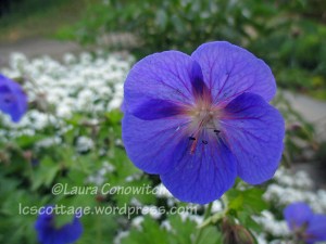 Geranium