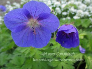 Geranium