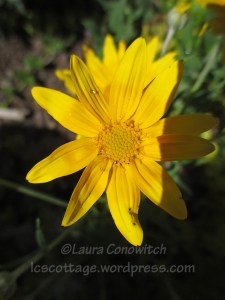 Marguerite daisy